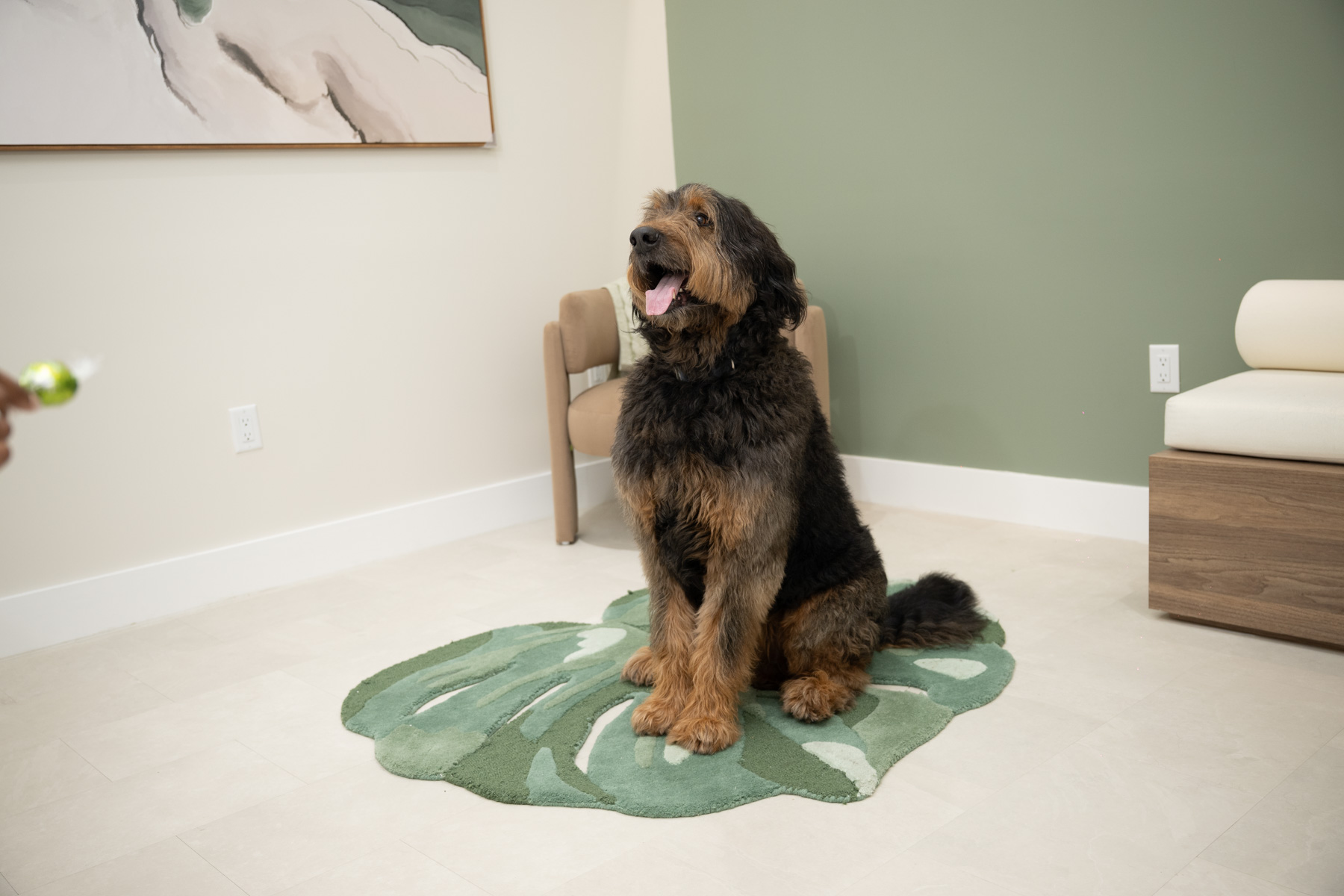 Spot, the Smile Spot Dentistry Bernedoodle, in the Venice, Florida studio